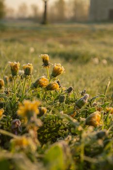 A macro shot of dew-covered yellow flowers in a sunny field, capturing the essence of spring.
