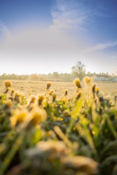 Morning sunlight graces a meadow with blooming wildflowers and a clear blue sky, capturing spring's essence.