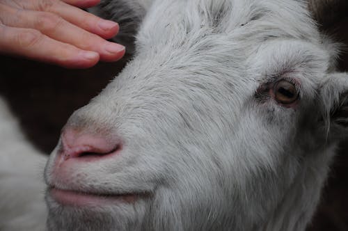 Close-Up Shot of a Person Touching a Goat