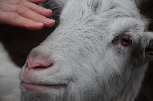 Immagine gratuita di animale della fattoria, animale domestico, avvicinamento