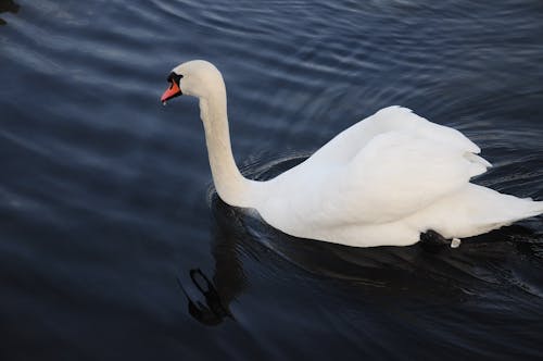 Photograph of a White Swan on the Water