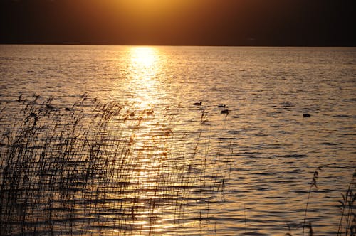 Silhouette of Grass on Water during Sunset