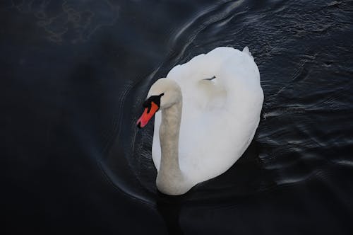 Photo of a White Swan on Blue Water