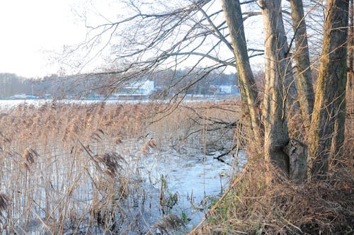 Free stock photo of edge, lake, suna