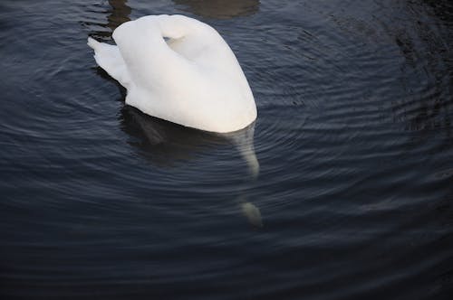 Free stock photo of lake, swan