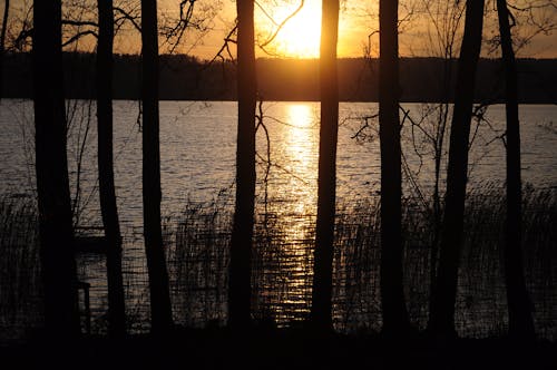 Gratis Fotos de stock gratuitas de arboles, lago, puesta de sol Foto de stock