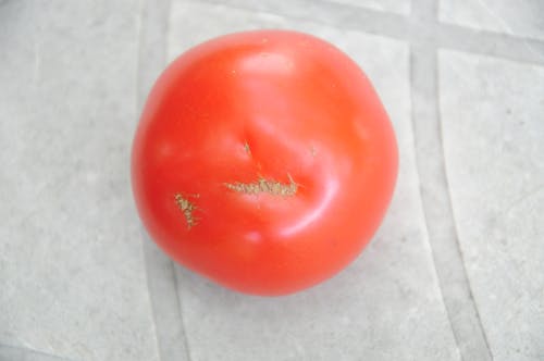 Gratis Fotos de stock gratuitas de tomate Foto de stock