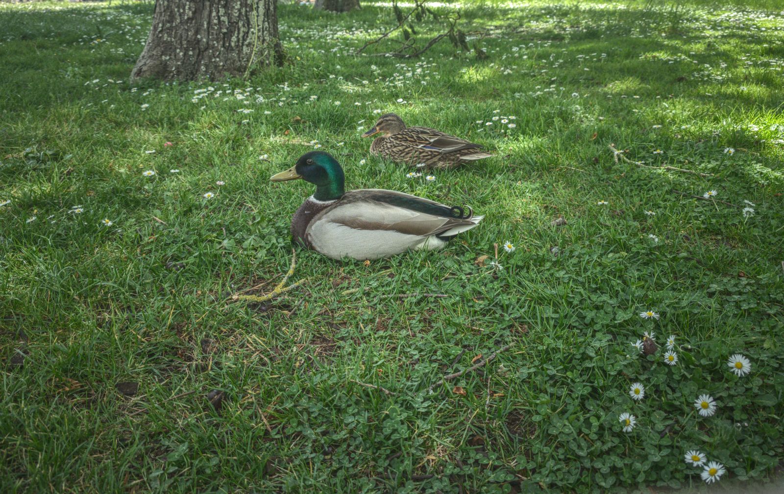 Colvert