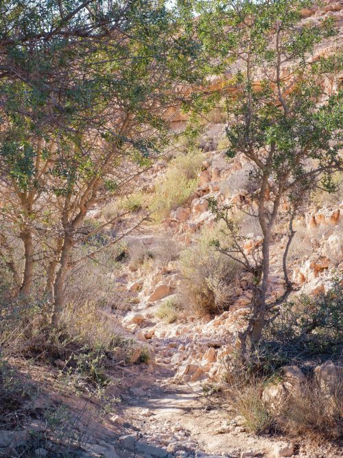 Free A scenic view of a rocky desert pathway surrounded by shrubs and trees under bright sunlight. Stock Photo
