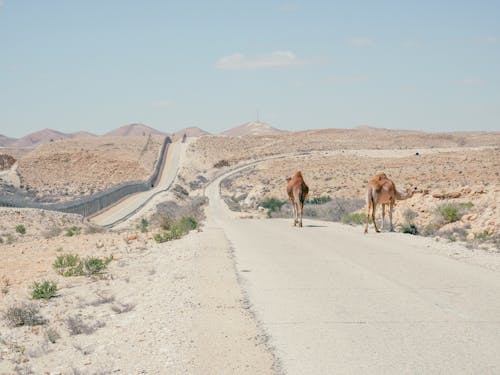 Foto profissional grátis de animais selvagens, animal, camelos