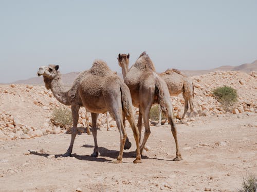 Camels on the Desert