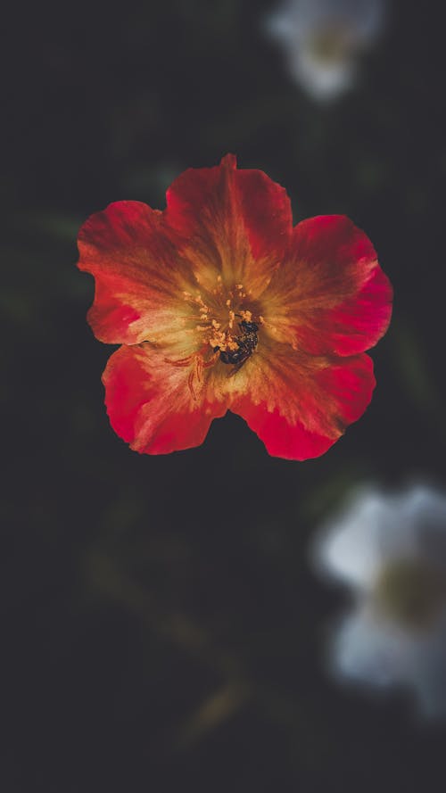 Foto profissional grátis de aumento, de flores, delicado