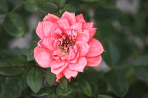 A Pink Rose in Close-Up Photography