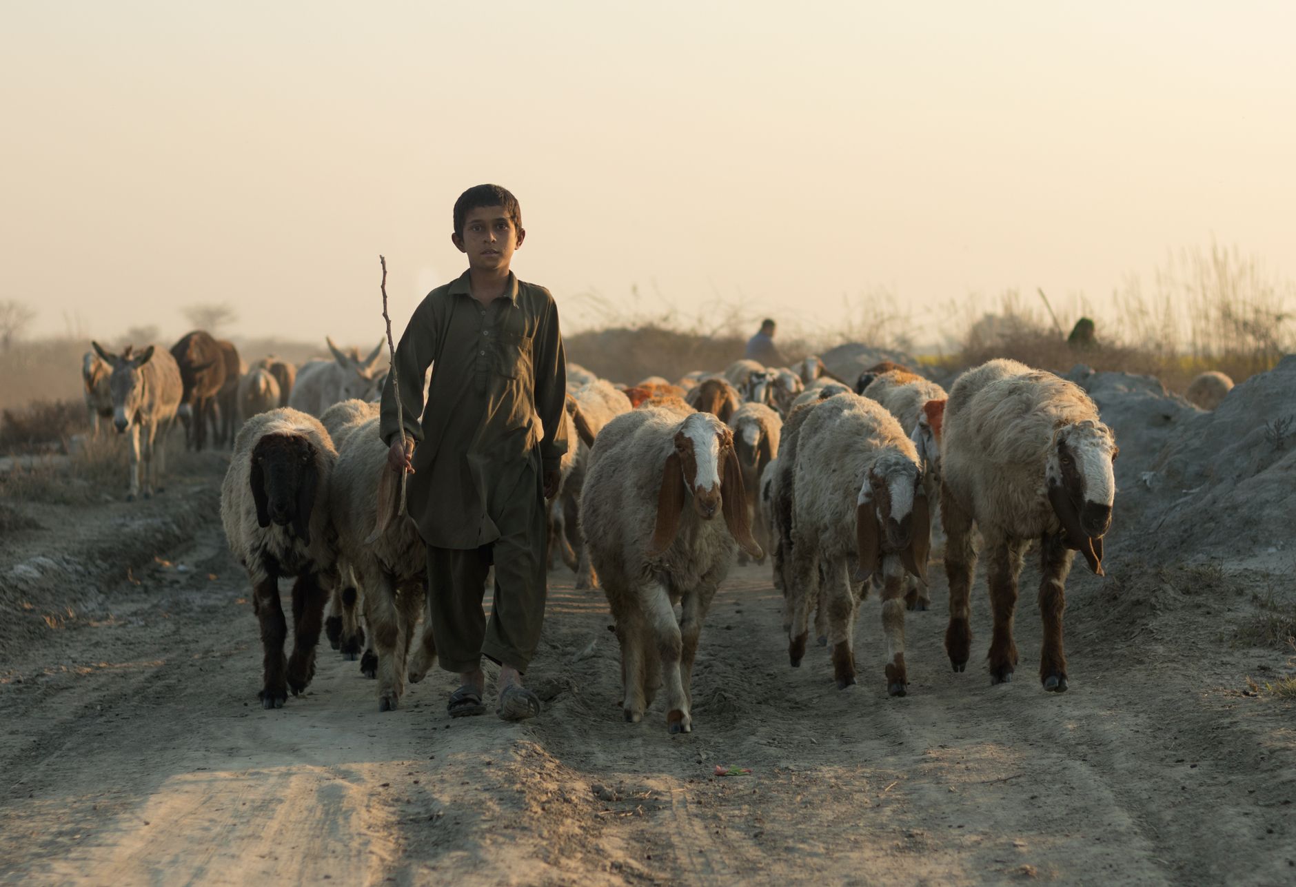 A young Pakistani boy herds Awassi sheep and donkeys on a rural dirt path at sunset.