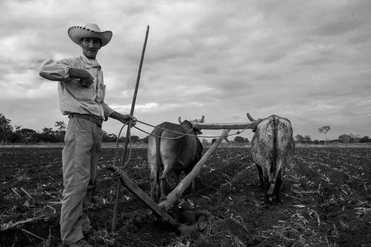 Elderly Man Working On A Farm With Bulls 