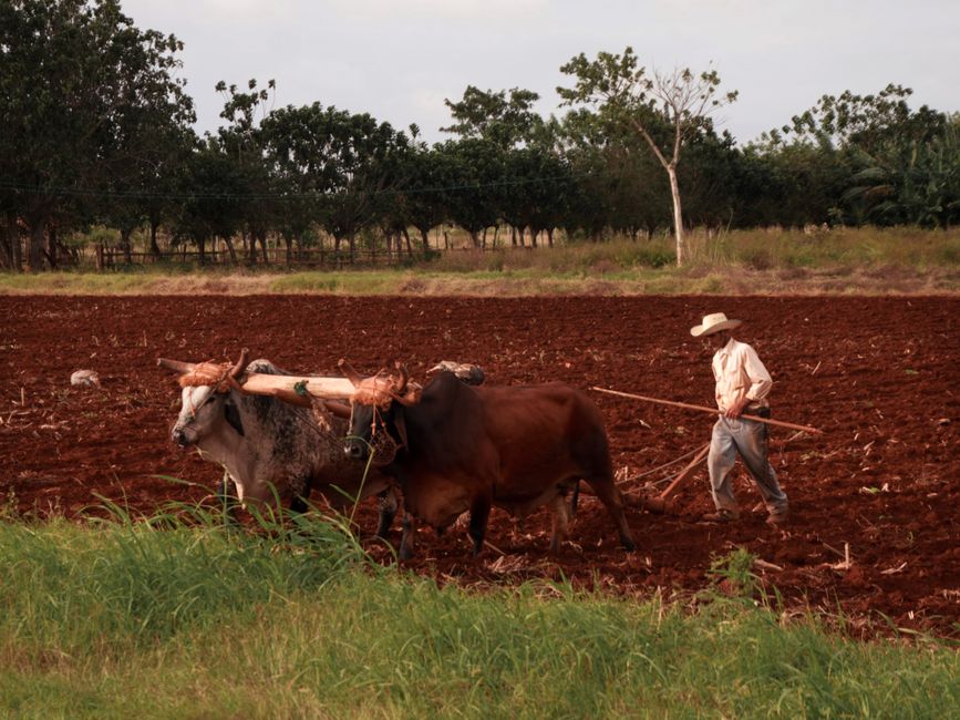 Fotomural Un agricultor arando un campo con bueyes en un paisaje rural. Prácticas agrícolas tradicionales.