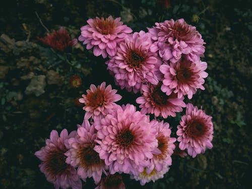 Close-Up Shot of Pink Chrysanthemums