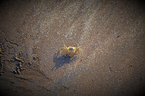 Free stock photo of beach, beauty, crab