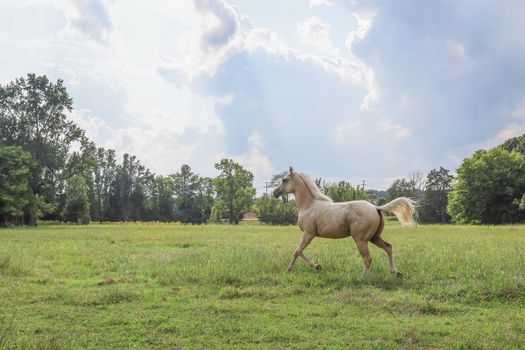 A graceful horse trotting in a lush green field under a cloudy sky.