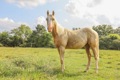 Gratis stockfoto met dierenfotografie, gras, paard Stockfoto