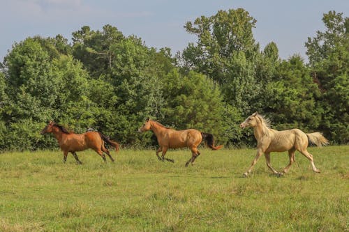 Free Horses Running on a Grass Field Stock Photo