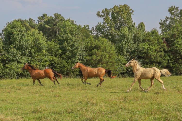 Horses Running On A Grass Field