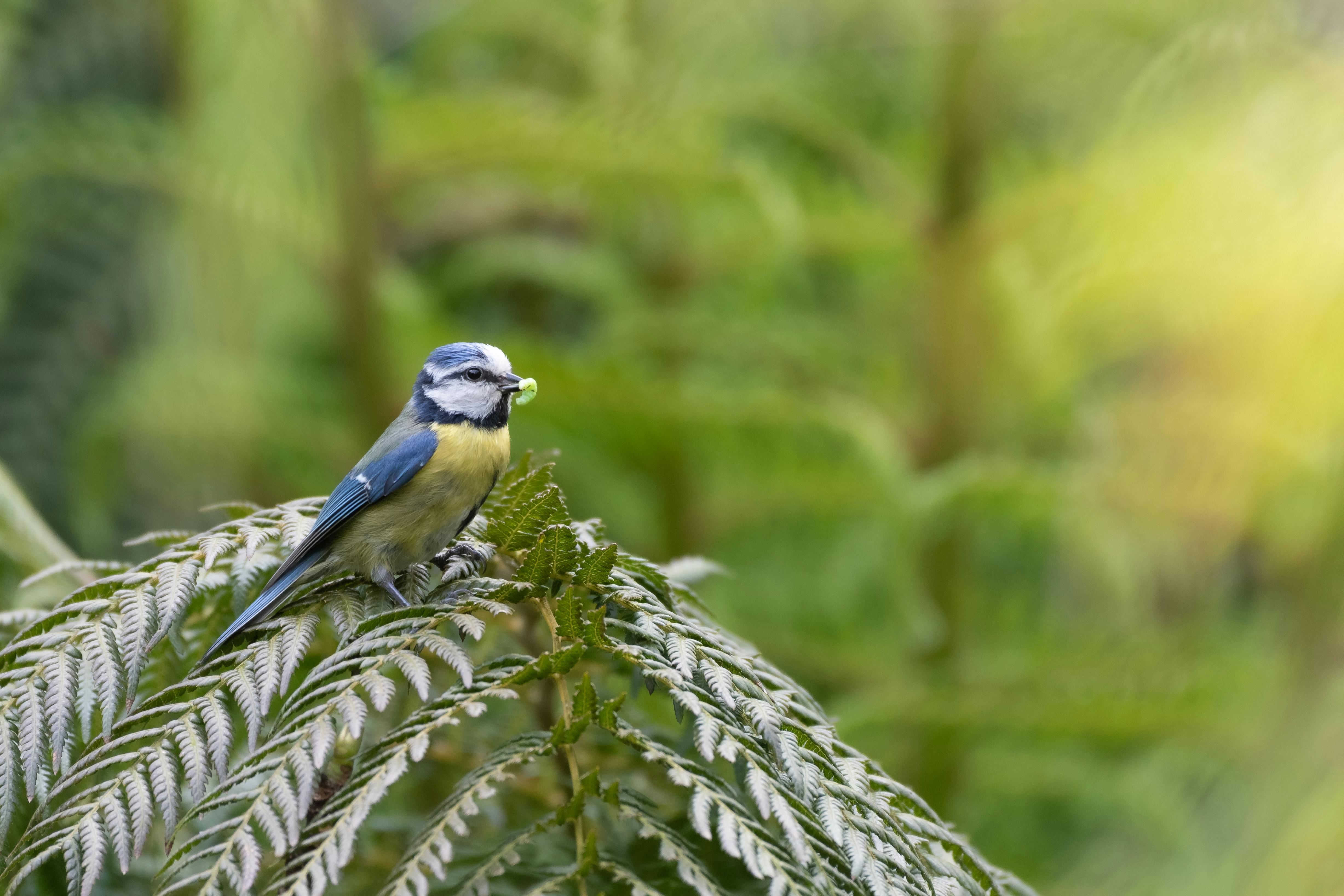 photograph of a eurasian blue tit on green leaves