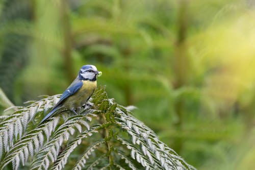 Free Photograph of a Eurasian Blue Tit on Green Leaves Stock Photo