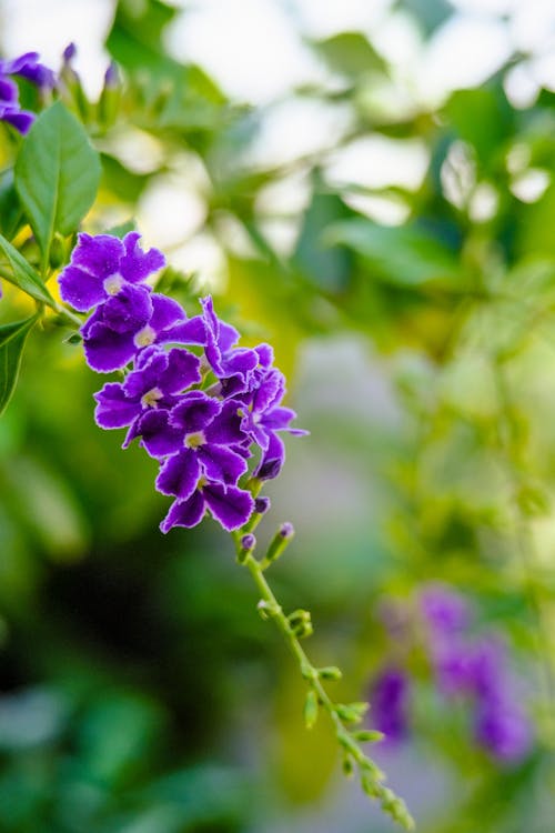 Free Purple Flowers in Close-up Photography Stock Photo
