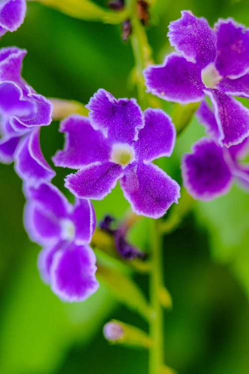 Close-up Photo of a Purple Flowers