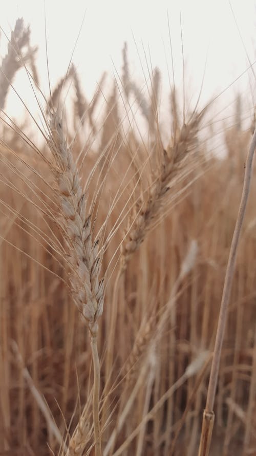 Free Close Up Shot of Brown Wheat Stock Photo