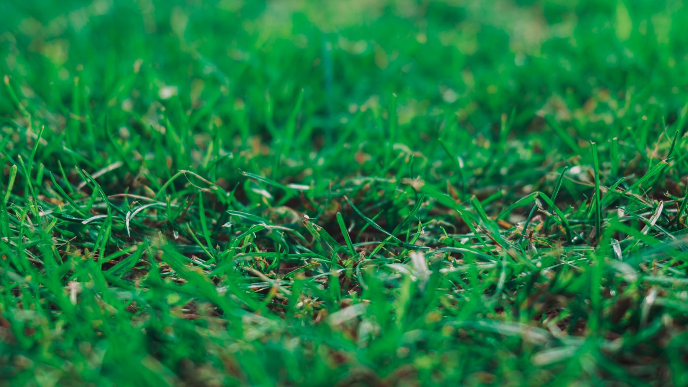 Lawn Aeration, Fertilization, and Thatch Control: The Fall Sequence That Sets Up Spring