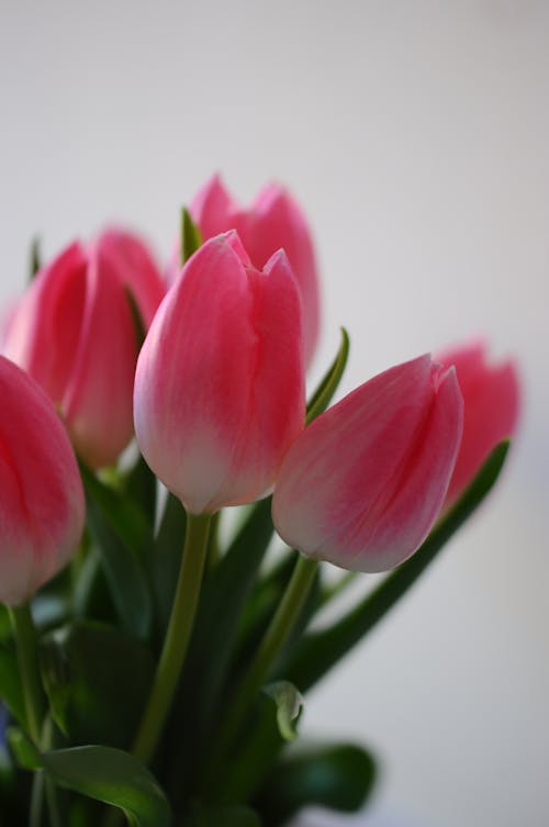Pink Tulips in Close-Up Photography