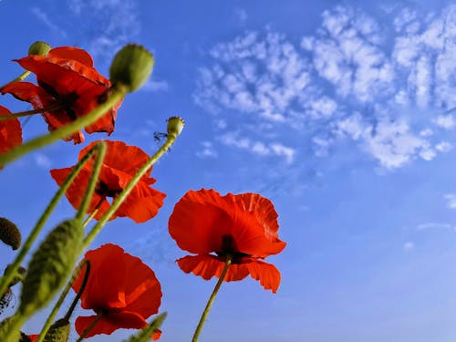 Close-Up Shot of Red Poppies in Bloom