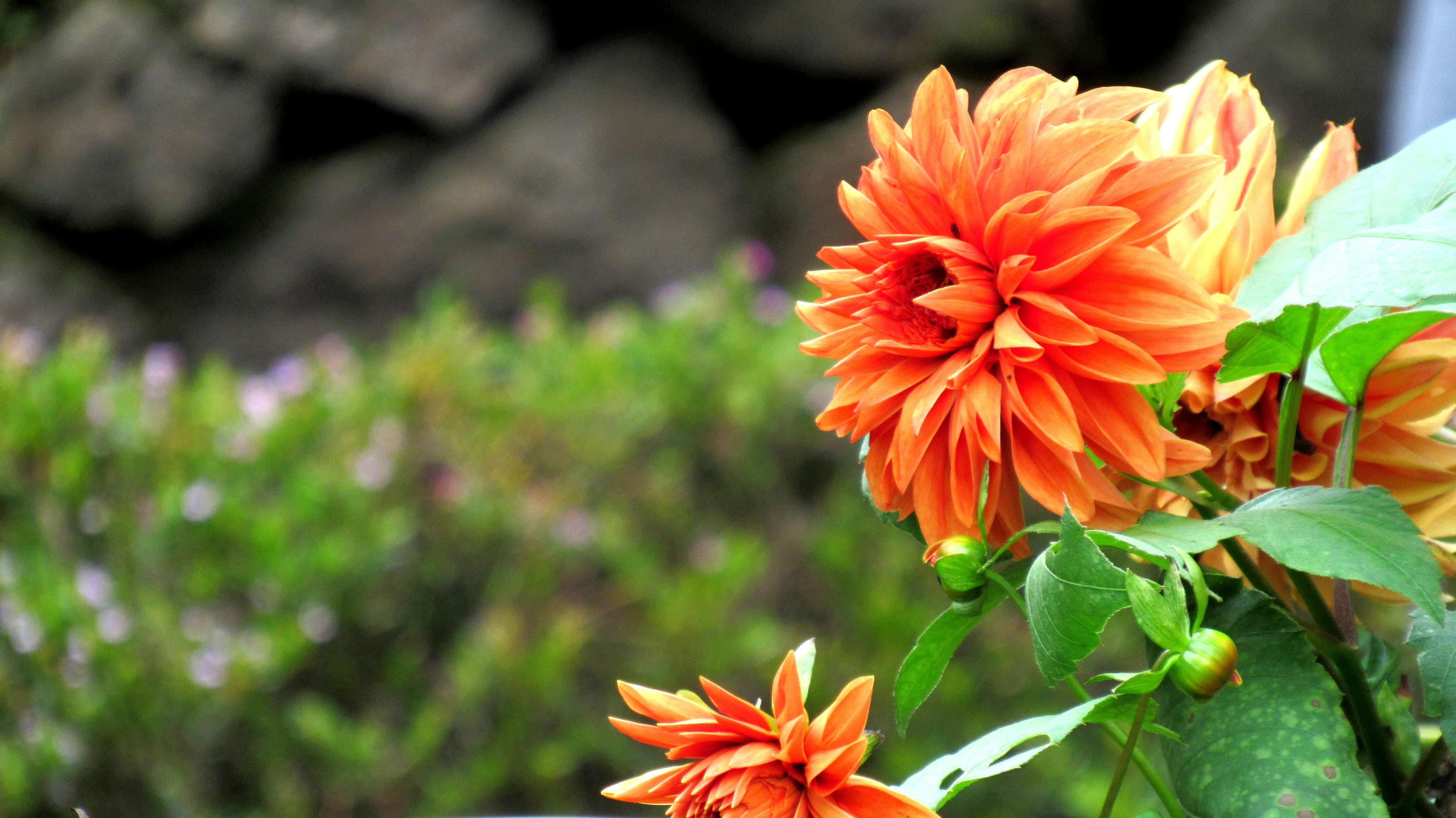 Free stock photo of beautiful flowers