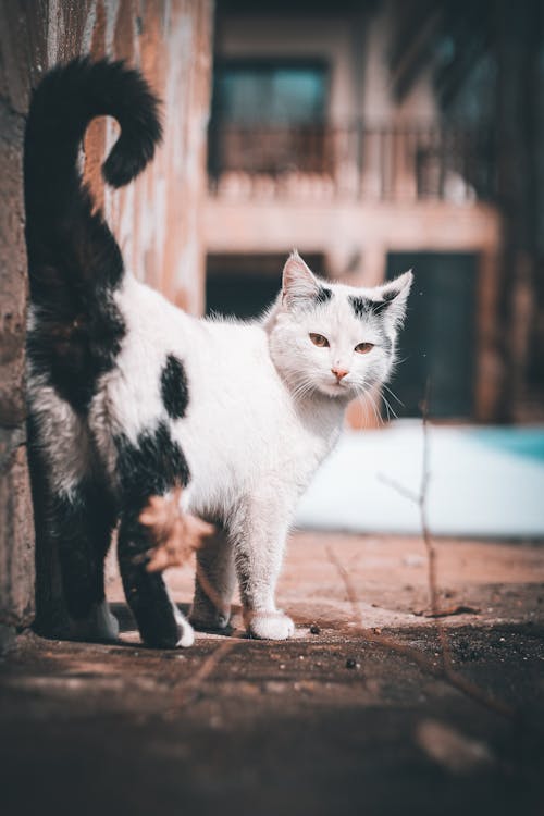 Close-Up Shot of a White and Black Tabby Cat