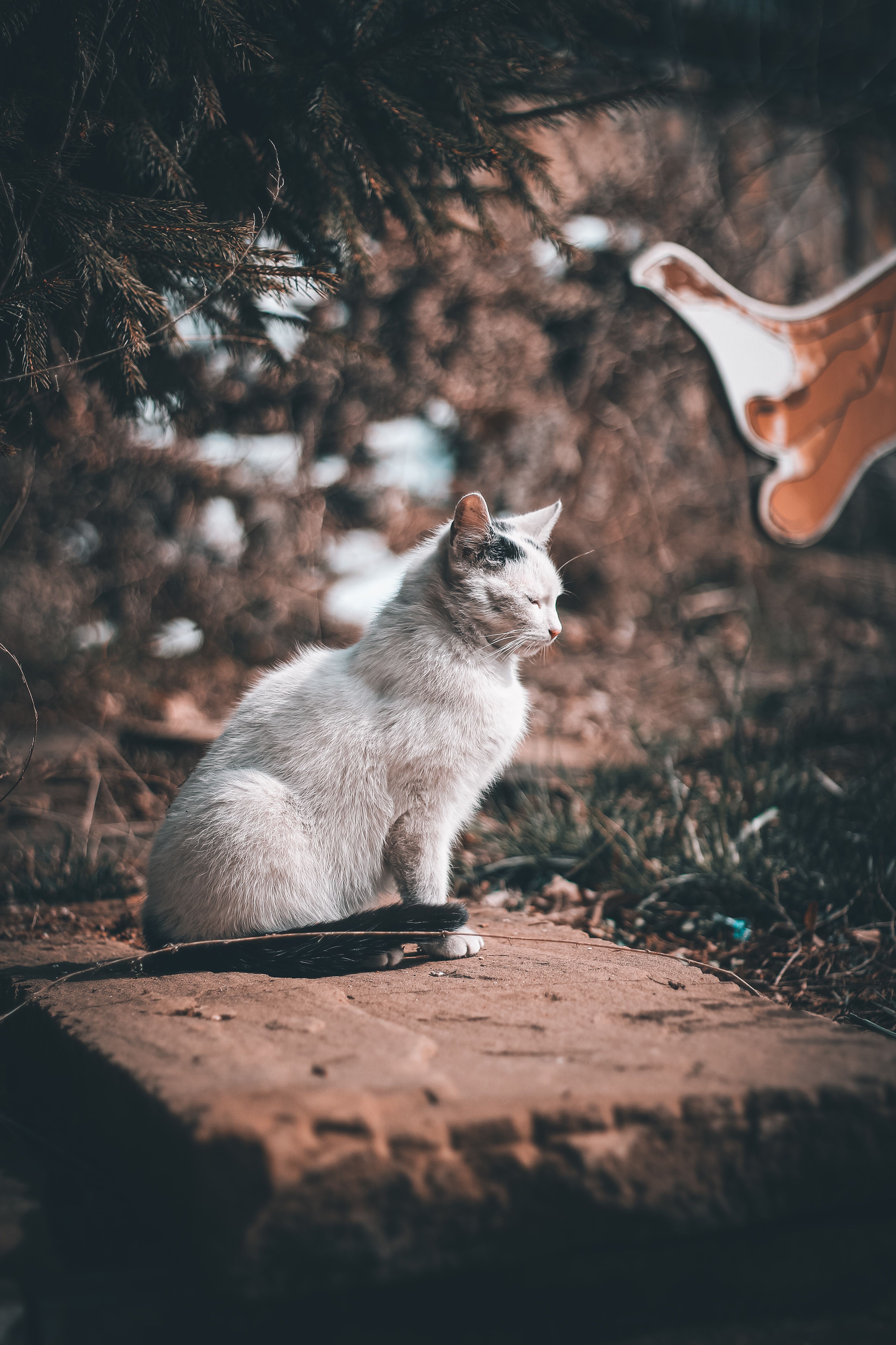 Close-Up Shot of a White and Black Tabby Cat Sitting · Free Stock Photo
