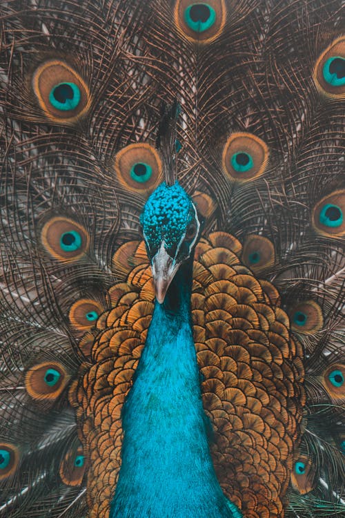 Free Close-Up Shot of a Peacock Stock Photo