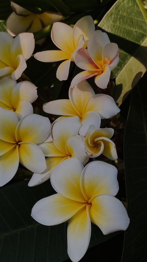 Free A vivid close-up of blooming white frangipani plumeria flowers showcasing delicate petals and vibrant growth. Stock Photo