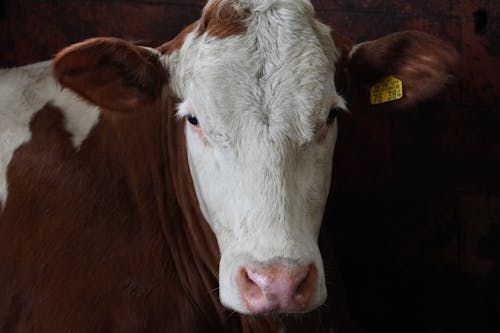 Photo of a Brown and White Cow's Head