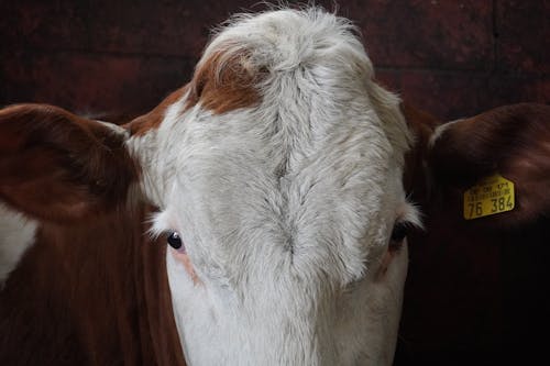 Gratis stockfoto met boerderijdier, bovidae, detailopname