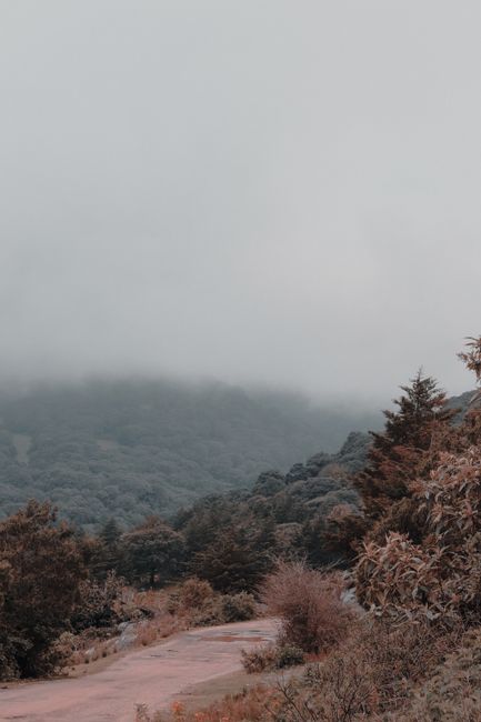Fotomural Paisaje forestal con niebla y un camino sinuoso en San Luis Potosí, México, evocando una atmósfera rural tranquila.