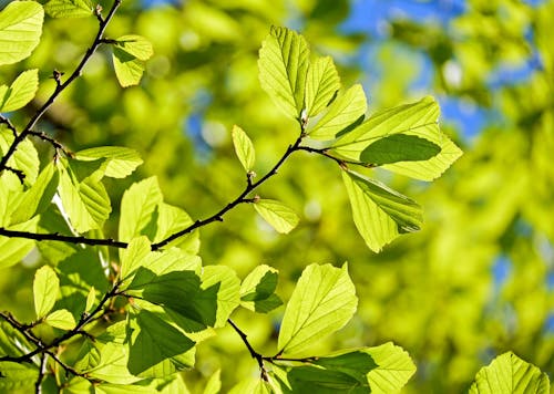 Green Leaves in Close-Up Photography