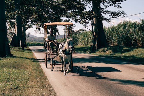 Photograph of a Man Riding a Horse Carriage