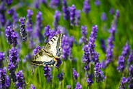 一只燕尾蝶栖息在盛开的薰衣草上，特写镜头捕捉了它的身影