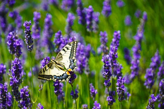 Close-up of a swallowtail butterfly perched on vibrant lavender in full bloom.