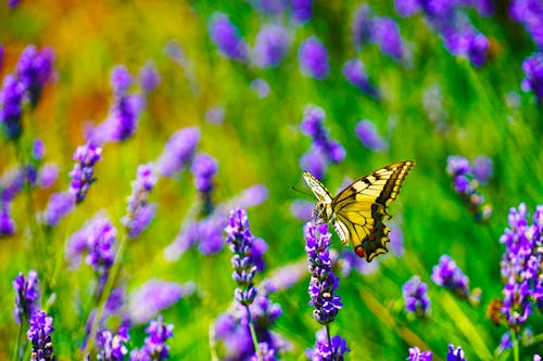 Fotografi Fokus Selektif Kupu Kupu Swallowtail Harimau Bertengger Di Atas Bunga Lavender