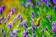 一只蝴蝶栖息在盛开的紫色薰衣草花上的特写