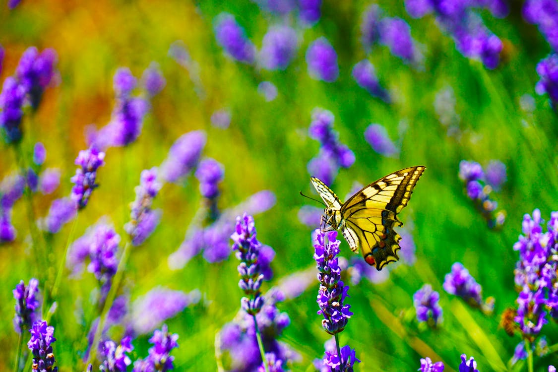 A butterfly sitting on a purple flower