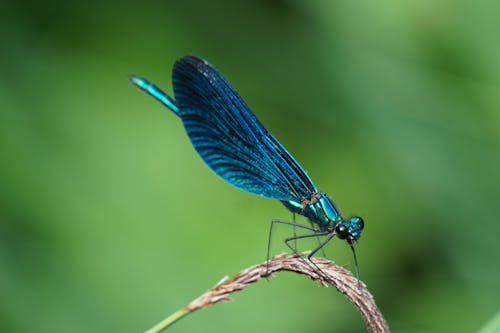 Неглубокая фотография голубой стрекозы